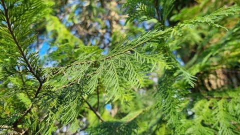Sunlight filtering through lush green cedar branches, gently swaying in the wind Stock Footage 327585490