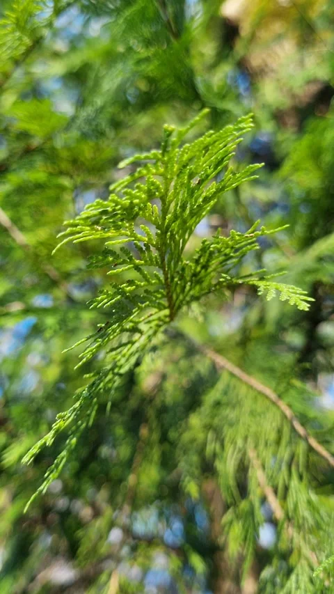 Sunlight filtering through lush green cedar branches, gently swaying in the wind Stock Footage 327588649
