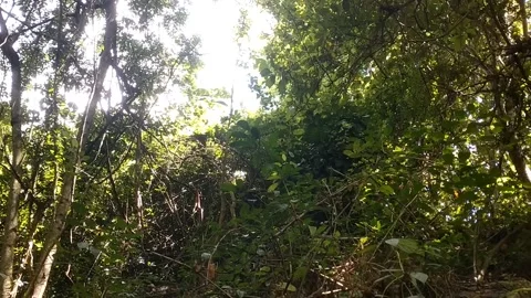 Sunlight Filtering Through a Lush Green Canopy Stock Footage 331265660