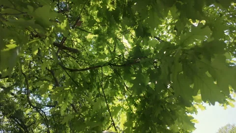 Sunlight filtering through lush green leaves and branches of oak trees, Video stock 336403889