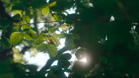 Sunlight filtering through lush green foliage in a forest, creating a beautiful Stock Footage 336702080