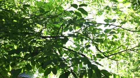 Sunlight filtering through lush green leaves on tree branches on a bright day Stock Footage 340268472