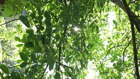 Sunlight filtering through lush green leaves and branches of a tree Stock Footage 340268534