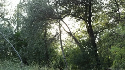 Sunlight filtering through lush green trees in a dense forest setting Video stock 340844512