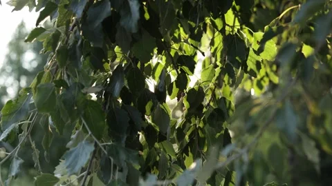 Sunlight filtering through lush green leaves on tree branches Vidéo 340844515