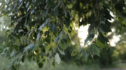 Sunlight filtering through lush green tree leaves in a gentle breeze Vidéo 340844537
