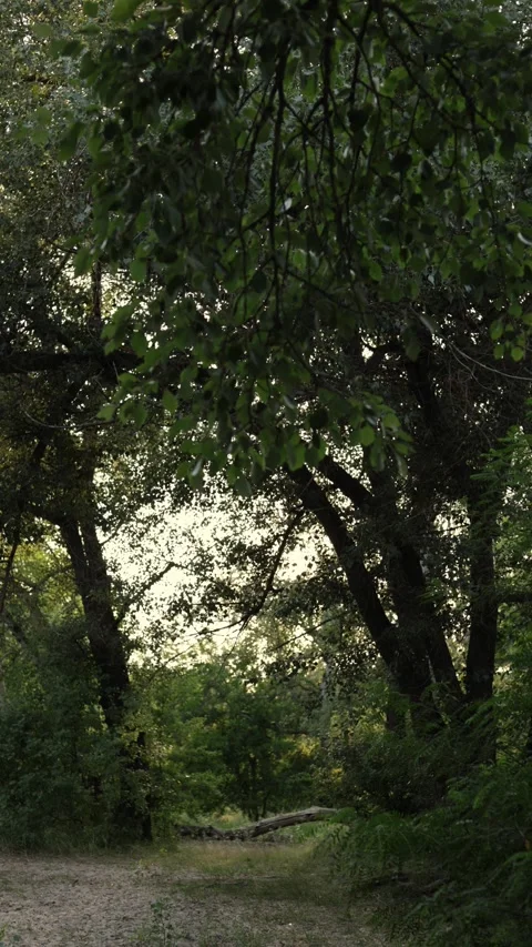 Sunlight filtering through lush green tree leaves on a breezy day Vidéo 340844596