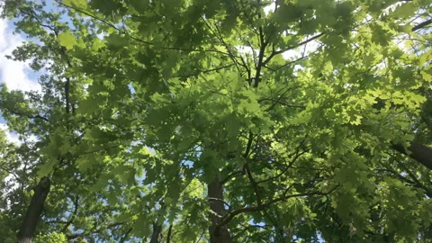 Sunlight filtering through lush green foliage and branches of oak trees in Stock Footage 341286816