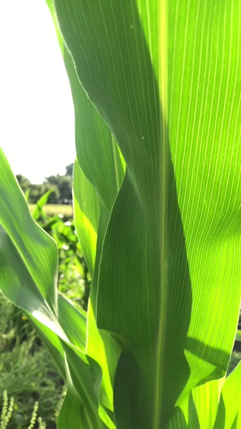 Sunlight filtering through lush green corn leaves in a cultivated field. Vidéo 341683041