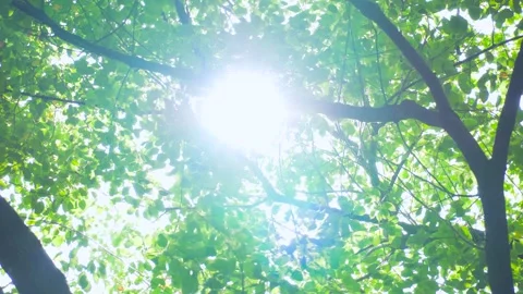 Sunlight filtering through lush green forest canopy during a bright summer day Stock Footage 341998431