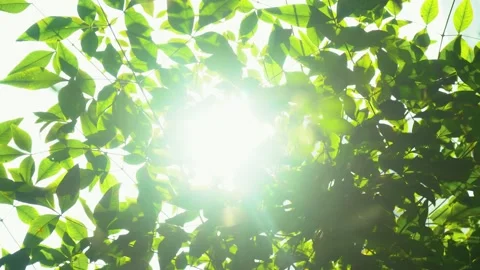 Sunlight Filtering Through Lush Green Tree Leaves During A Bright Summer Day Stock Footage 342015753