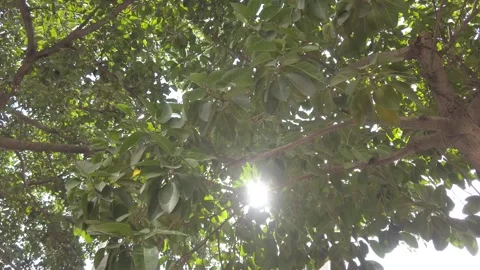 Sunlight filtering through lush green tree canopy in a natural park setting Stock-Footage 342023949