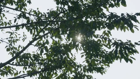 Sunlight Filtering Through Lush Green Tree Leaves During A Bright Spring Day Stock Footage 342215825