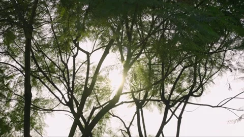 Sunlight Filtering Through Lush Green Tree Branches in forest Video stock 342215826