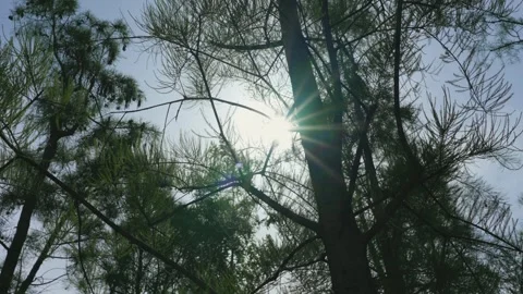 Sunlight filtering through lush green tree branches in a peaceful forest setting Stock Footage 342216173