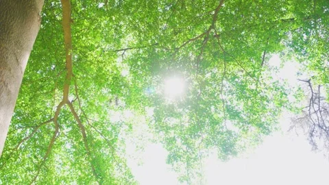 Sunlight Filtering Through Lush Green Tree Canopy in summer forest Stock Footage 342216392