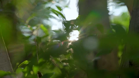 Sunlight filtering through lush green forest leaves in early summer morning Video stock 342326062