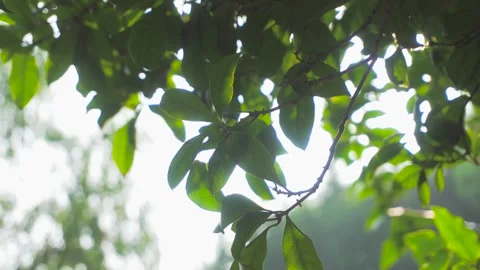 Sunlight filtering through lush green summer leaves in a peaceful forest setting Stock Footage 342333078