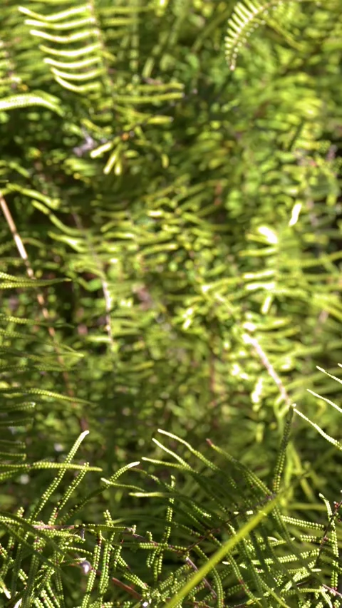 Sunlight Filtering Through Lush Green Ferns in Australian Bushland Stock Footage 343333811