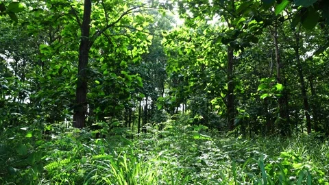Sunlight Filtering Through Lush Green Tropical Forest and Undergrowth 스톡 동영상 343800933