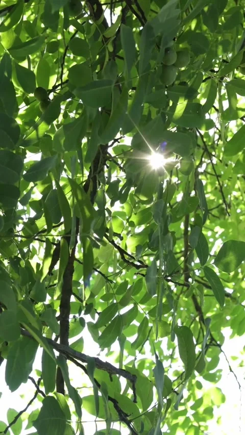 Sunlight filtering through lush green leaves on a bright summer day Vidéo 343838226