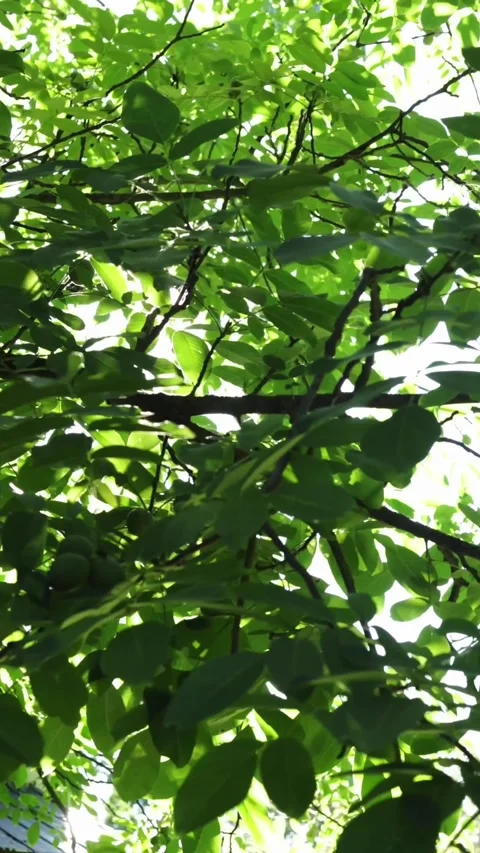 Sunlight filtering through lush green leaves and branches of a walnut tree Stock-Footage 343838238