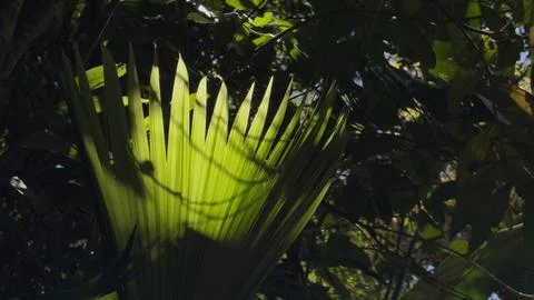 Sunlight Filtering Through Lush Green Tropical Leaves Stock Photos