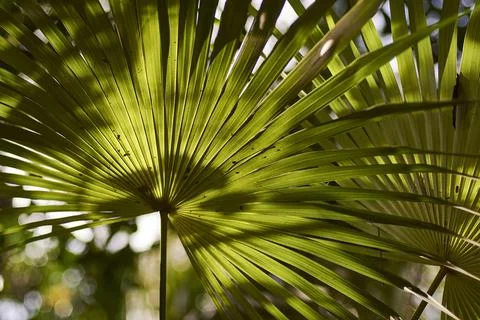 Sunlight filtering through lush green palm leaf in tropical paradise Stock Photos