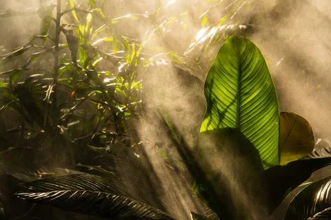 Sunlight filtering through lush green jungle foliage with mist. Foto stock