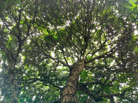 Sunlight Filtering Through Lush Green Tree Canopy Stock Photos