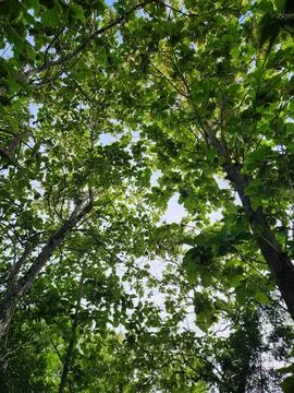 Sunlight filtering through lush green tree canopy. Stock Photos