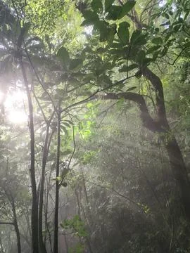 Sunlight Filtering Through Lush Green Tropical Rainforest Canopy Stock Photos