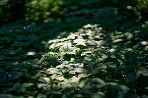 Sunlight filtering through lush green forest foliage Stock Photos