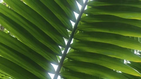 Sunlight Filtering Through Lush Palm Fronds in Hawaiian Botanical Garden Stock Footage 317141094
