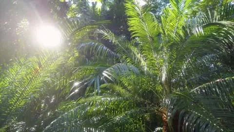 Sunlight filtering through lush tropical palms in a Hawaiian Botanical Garden Stock Footage 317148448