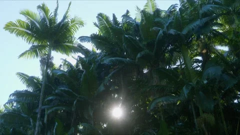 Sunlight filtering through lush tropical palms in Hawaii Tropical Botanical Gard Stock Footage 317152423