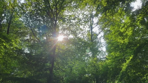 Sunlight Filtering Through Lush, Vibrant Green Trees in the Forest Stock Footage 295992051