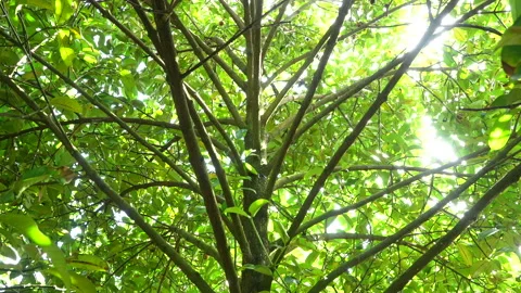 Sunlight Filtering Through Mangosteen Tree Branches Vidéo 337112915