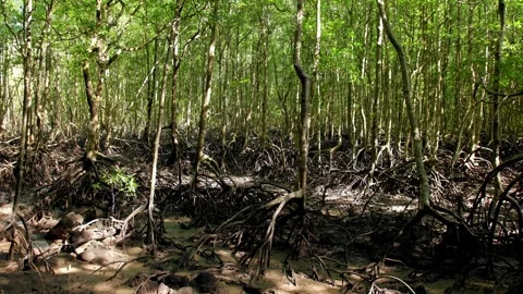 Sunlight filtering through mangrove forest, Langkawi, Malaysia. Mangrove canopy Stock Footage 309111880