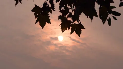 Sunlight filtering through maple leaves during a peaceful golden hour sunset Stock Footage 341937599