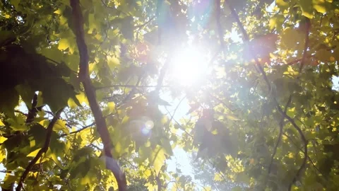 Sunlight Filtering Through Maple Leaves During A Autumn Day In The Forest Stock Footage 342028175