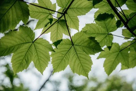 Sunlight Filtering Through Maple Tree Leaves Stock Photos