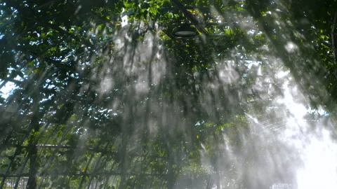 Sunlight filtering through misty greenhouse, creating serene and Stockbeeldmateriaal 284252392