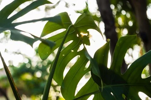 Sunlight filtering through monstera leaves in a lush forest nature tropical.. Фото