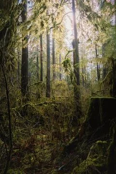 Sunlight filtering through a mossy forest canopy Stock Photos
