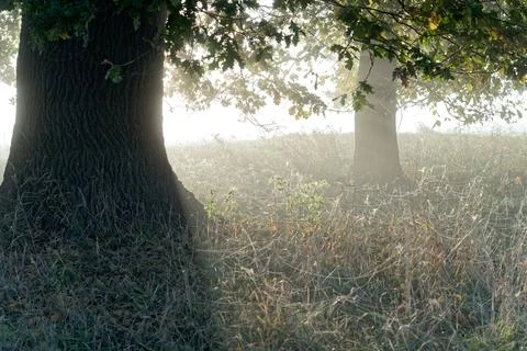 Sunlight Filtering Through Oak Trees in Dense Morning Fog Stock Photos