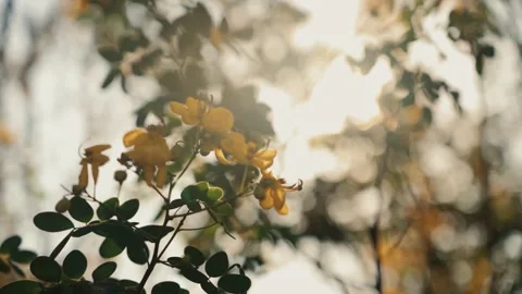 Sunlight Filtering Through Osmanthus Blossoms Creating a Dreamy Natural Scene Stock Footage 341876920