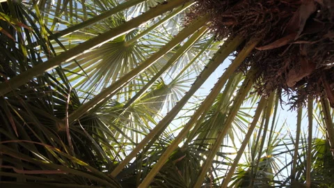 Sunlight filtering through palm fronds in the tropics Stock Footage 221782420