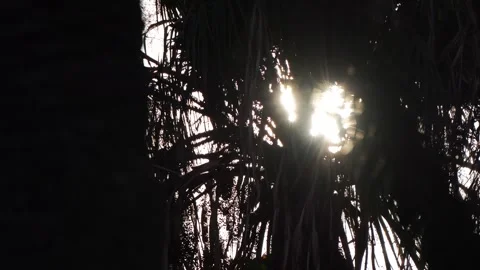 Sunlight Filtering Through Palm Fronds, Gran Canaria Stock Footage 344481094