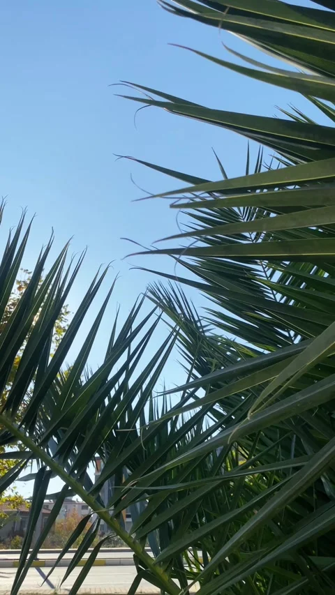 Sunlight filtering through palm leaves Stock Footage 299941594